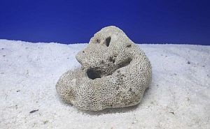 Камень сухой рифовый, мозговик, 900−1500 г