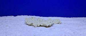 Камень Рифовый Белый, 18х12&times;3&nbsp;см