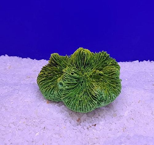 Кр-417 Коралл Лилия, Зелено-Желтый 7х7х5 см