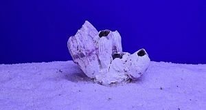 Коралл натуральный Морской желудь