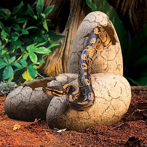 Убежище-декор Exo Terra кладка яиц динозавтра 17,5х16×17 см