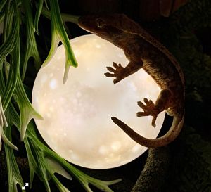 Светильник Exo Terra Moonlight Полнолуние, работает от&nbsp;розетки, 10&times;2.3&nbsp;см