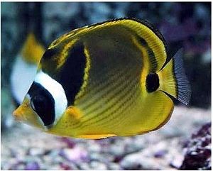 Оформление морского аквариума 100−3000 л