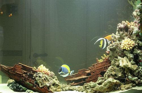 Оформление морского аквариума до 100 л