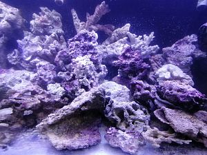 Камень морской живой, цена за&nbsp;1&nbsp;кг