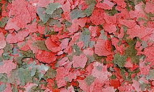 Основной корм Biodesign ЦИХЛИД для мелких хищников и&nbsp;цихлид, хлопья 20&nbsp;л