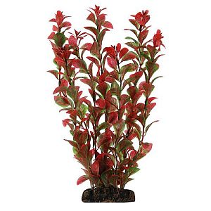 Растение Laguna «Людвигия» красная, 200 мм