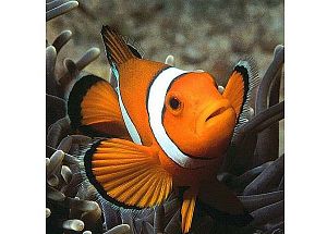 Клоун оцеллярис (трехленточный), размер M&nbsp;до&nbsp;4,5&nbsp;см