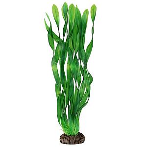 Растение Laguna «Валлиснерия» зеленая, 350 мм
