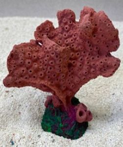Цветной коралл красный Акропора, 9*5*10 см