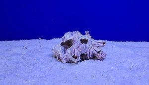 Коралл натуральный Морской желудь