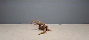 Коряга Сакура S, 15&minus;25&nbsp;см