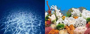 Фон NATURE двухсторонний Синее море/ Белые кораллы, 50 см