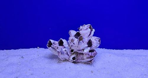 Коралл натуральный Морской желудь