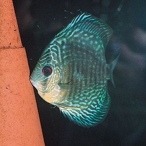 JBL Керамический конус, идеальный субстрат для нереста дискусов, арт. 6&thinsp;136&thinsp;600