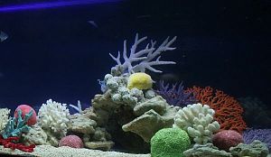 Оформление пресноводного аквариума Псевдоморе 100&minus;3000&nbsp;л