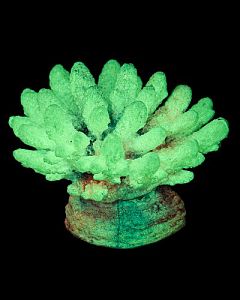 Кс-120 Коралл (фиолетовый), 13*10*10 см