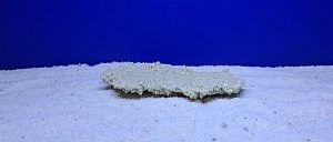 Камень Рифовый Белый, 23х13&times;4&nbsp;см