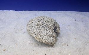 Камень сухой рифовый, мозговик, 900−1500 г
