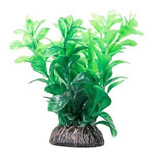 Растение Laguna «Людвигия» зеленая, 100 мм