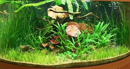 Оформление пресноводного аквариума с живыми растениями 101-300 л
