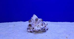 Коралл натуральный Морской желудь