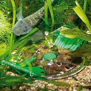 JBL Ловушка для улиток, новая модификация