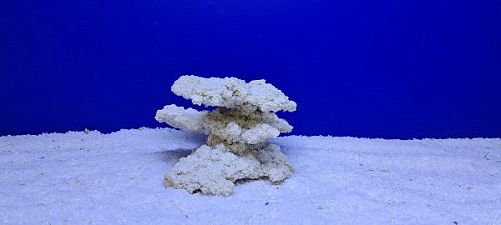Камень Рифовый Белый, 16х16х11 см, 790 г