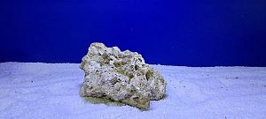 Камень сухой рифовый, цена за 1 кг