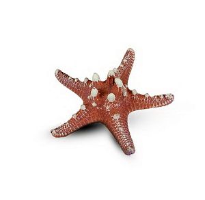 Коралл Звезда Остроконечная, Темно-фиолетовый 12х12×4 см