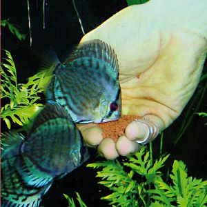 JBL NovoBits корм для дискусов и&nbsp;других привередливых тропических рыб, гранулы 12,5&nbsp;л