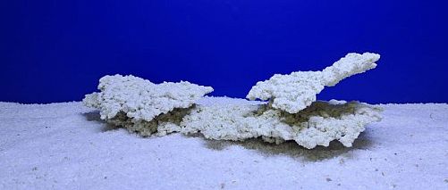 Камень Рифовый Белый, 43х18х12 см, 1550 г