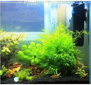 УФ&nbsp;фильтр-стерилизатор SUNSUN, 5&nbsp;Вт, лампа 5&nbsp;Вт, 500&nbsp;л/ч