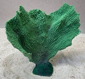 Цветной коралл зеленый Коралл веер, 17*7*15 см