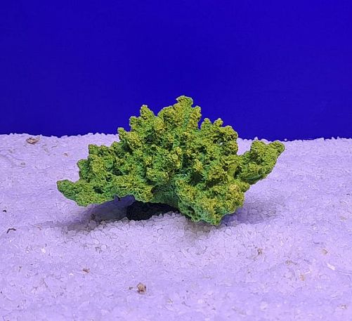 Кр-217 Коралл корона, Зелено-Желтый 13х10х6,5 см