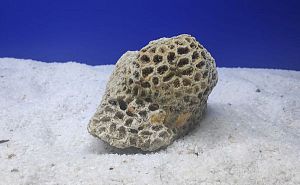 Камень сухой рифовый, мозговик, 900−1500 г