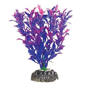 Растение Laguna «Людвигия фиолетовая», 100 мм