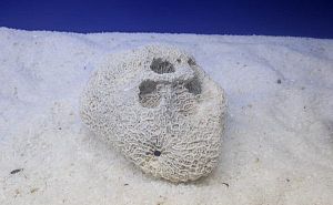 Камень сухой рифовый, мозговик, 900−1500 г