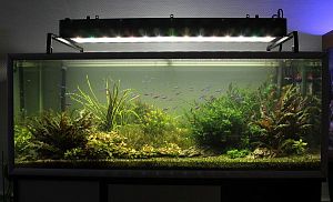 Оформление пресноводного аквариума с живыми растениями 501−700 л