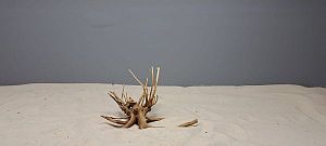 Коряга Сакура мини, до&nbsp;10&nbsp;см