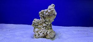 Камень сухой рифовый, цена за 1 кг