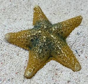 Кр-2149н Цветной коралл оранжевый Звезда средняя, 9*9*2 см