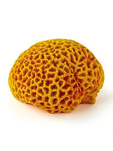 Кр-2414&nbsp;Мозговик оранжевый, 17*13*9&nbsp;см