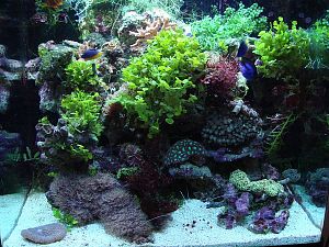 Оформление рифового аквариума 101−300 л