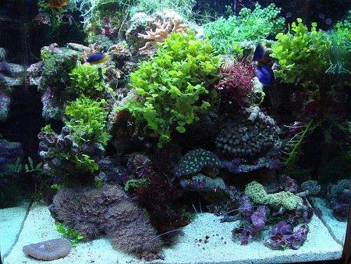 Оформление рифового аквариума 101-300 л