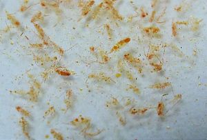 Планктон Fauna Marin Ocean Plankton Calanus 100% натуральный океанический, 100 мл
