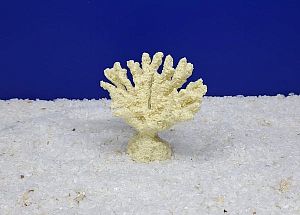 Кр-300 Коралл Акабария Белый, 9х5×5 см