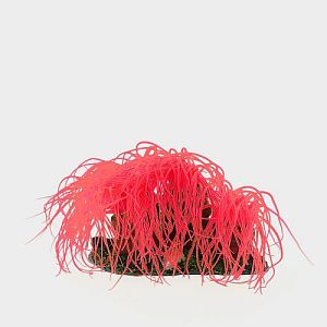 Коралл VITALITY мягкий, пластик, красный, 14х11&times;9&nbsp;см