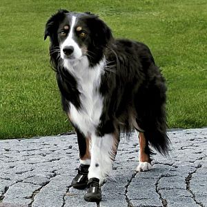 Ботинки TRIXIE «Walker Active» для собак, M, 2 шт.