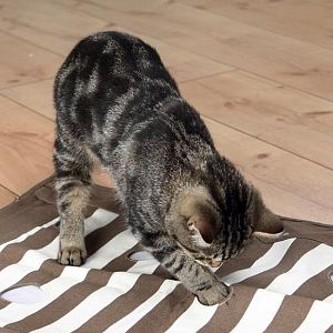Подстилка — игрушка TRIXIE Cat Activity, 70×50 см, коричневый, кремовый